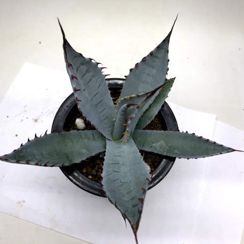 Amazon | 多肉植物：アガベ 屈原の舞扇 L* | フラワースタンド・園芸ラック